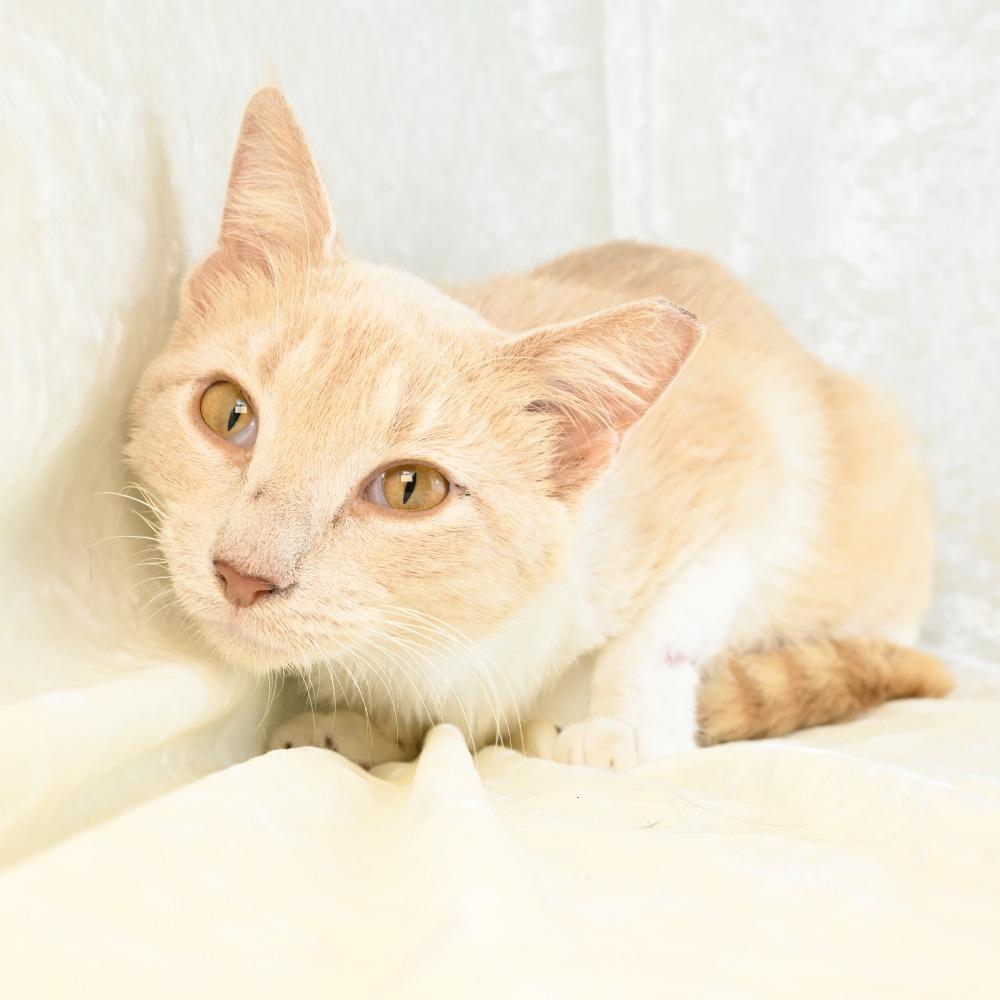 Enlarge Mindy, a Adoptable Domestic Short Hair in Mobile, AL image 2/5