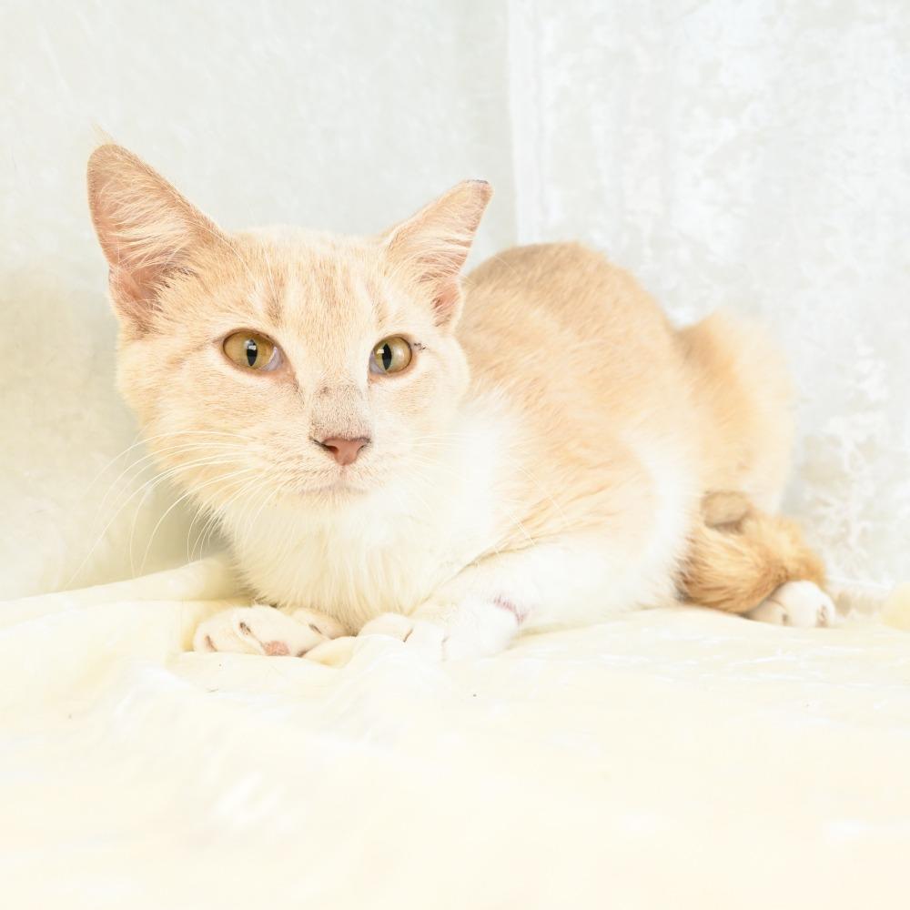 Enlarge Mindy, a Adoptable Domestic Short Hair in Mobile, AL image 3/5