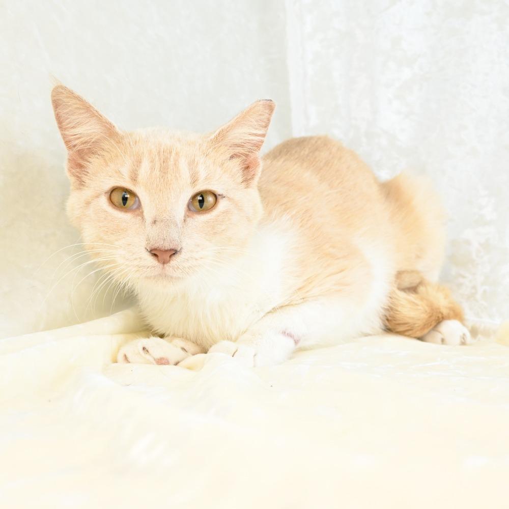 Enlarge Mindy, a Adoptable Domestic Short Hair in Mobile, AL image 4/5