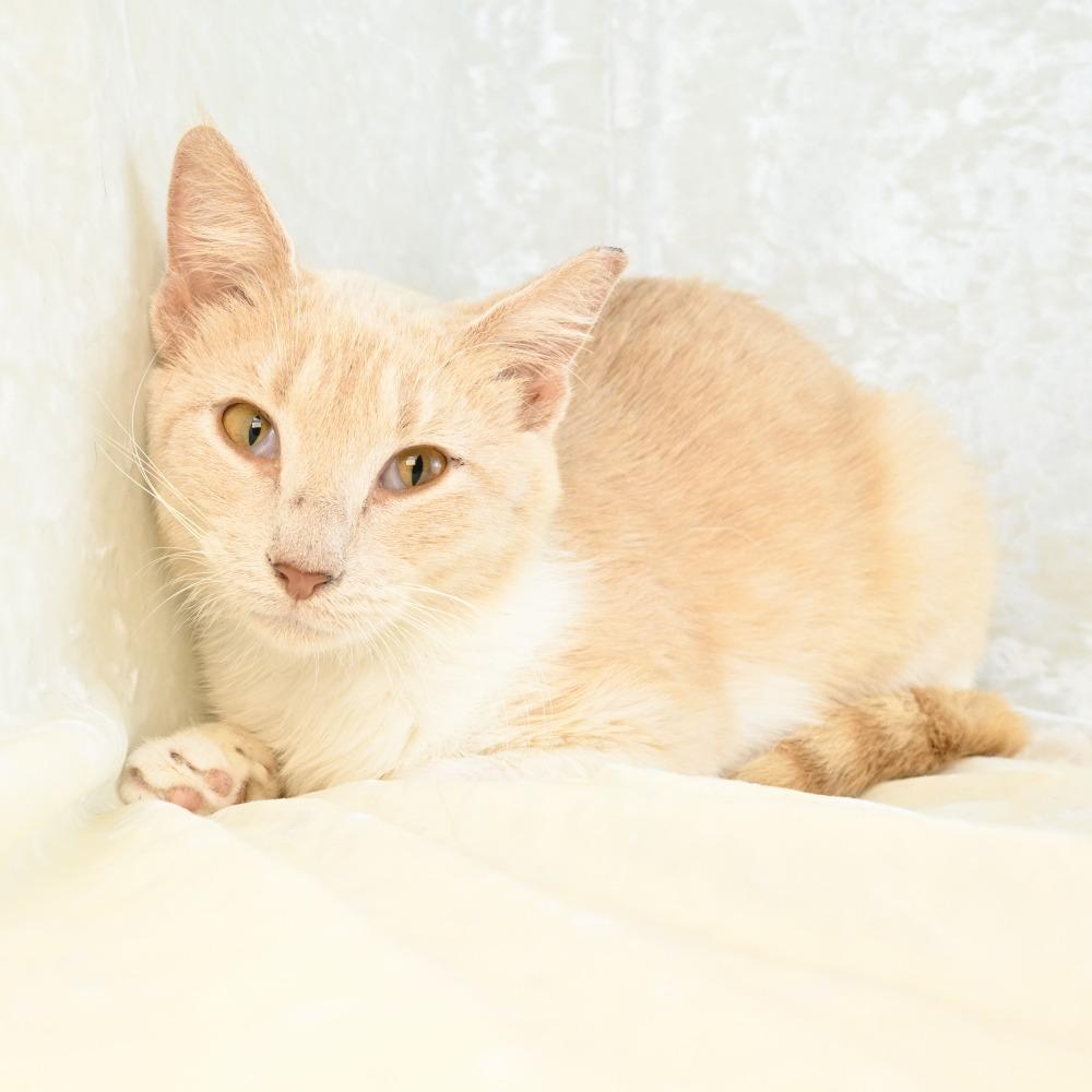 Enlarge Mindy, a Adoptable Domestic Short Hair in Mobile, AL image 5/5