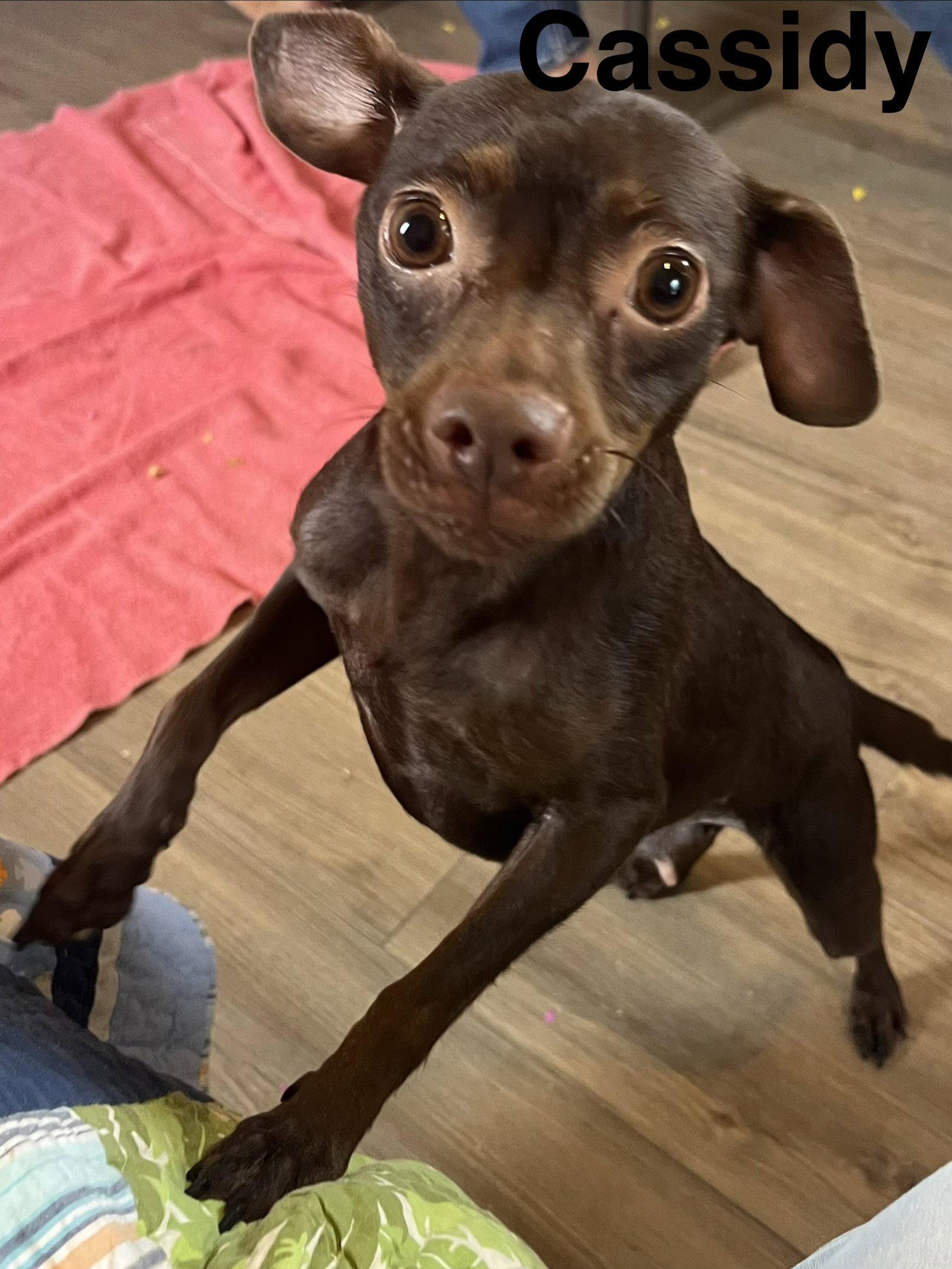 Enlarge Cassidy, a Adopted Chihuahua in Pipe Creek, TX image 1/3
