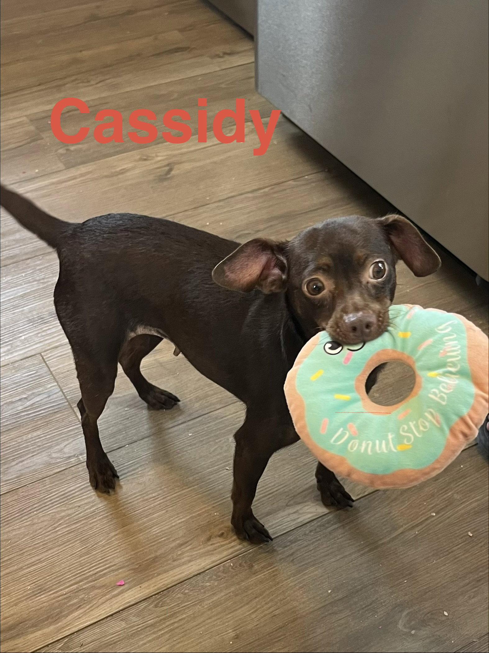 Enlarge Cassidy, a Adopted Chihuahua in Pipe Creek, TX image 2/3