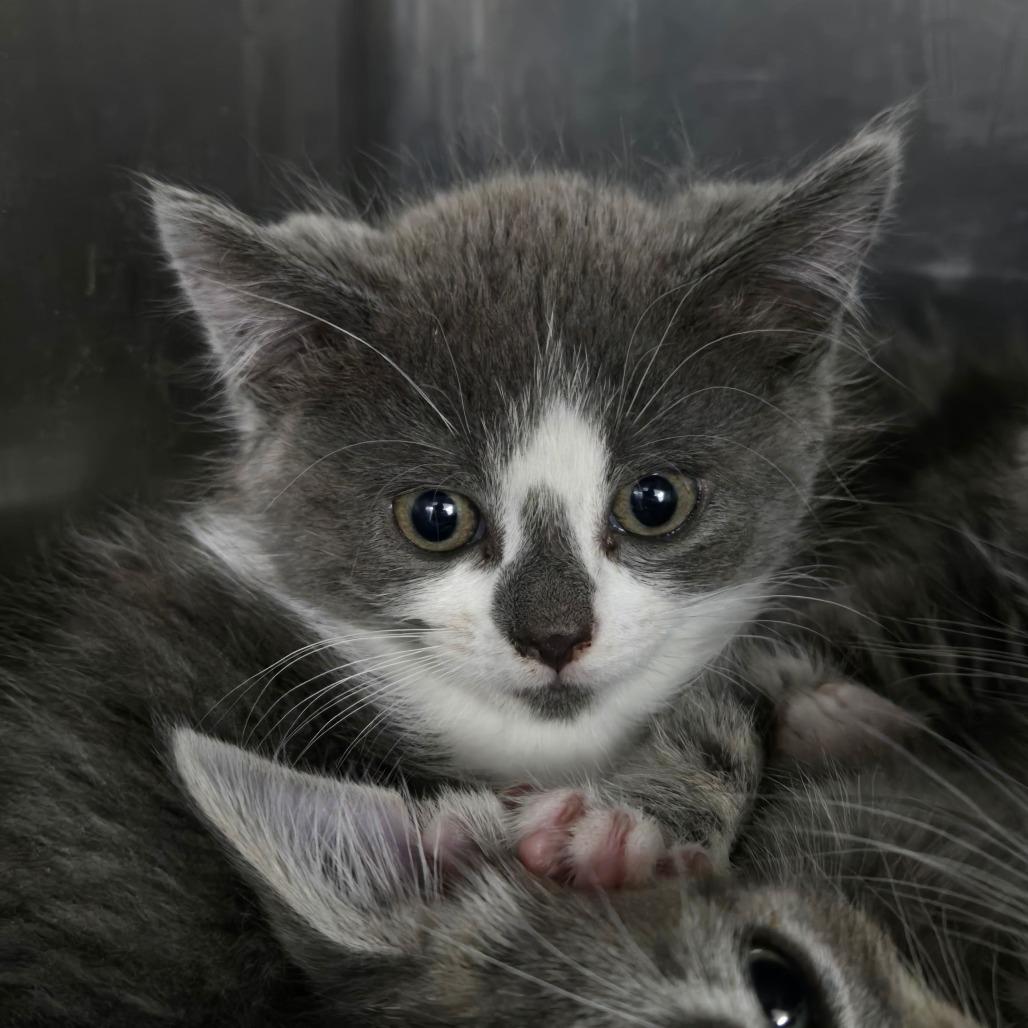 Custard, Adoptable, Kitten Female Domestic Short Hair.