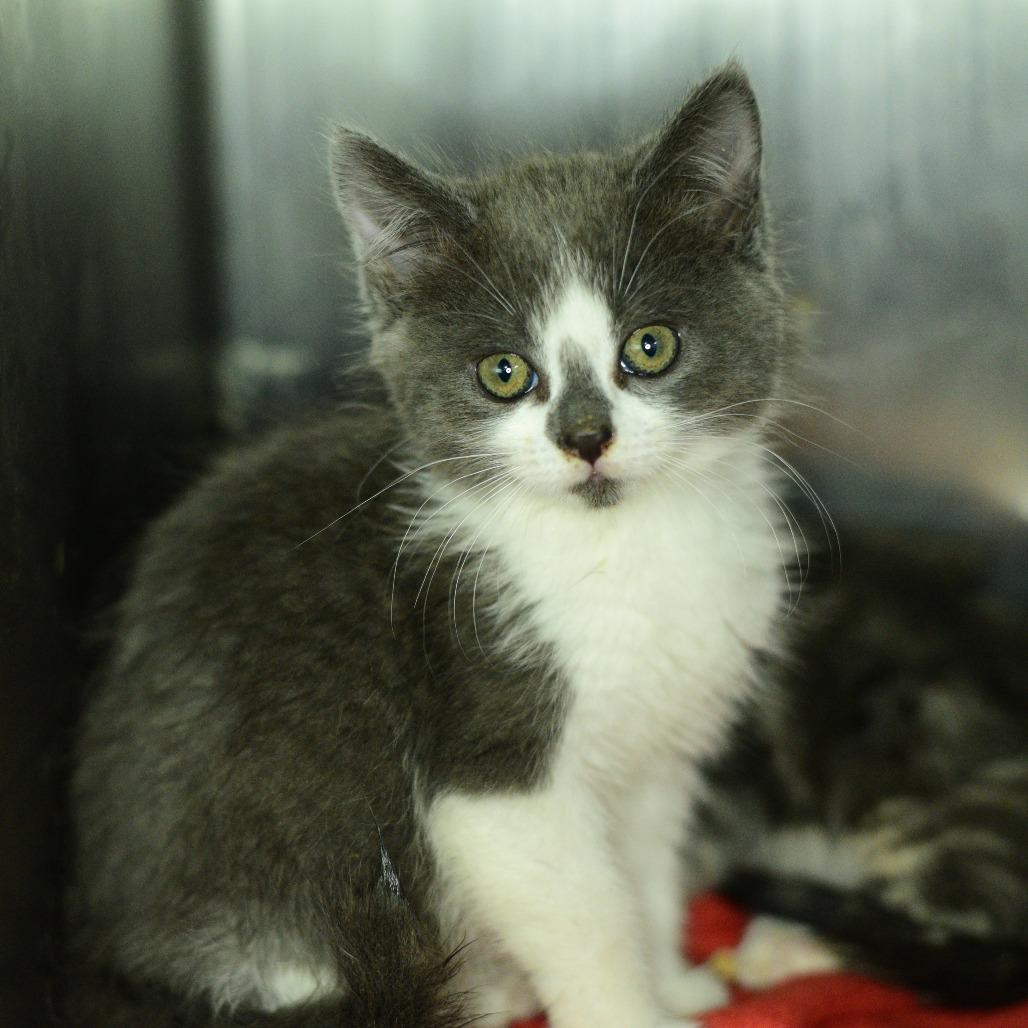 Custard, a Adoptable Domestic Short Hair in Idaho Falls, ID image 2/2