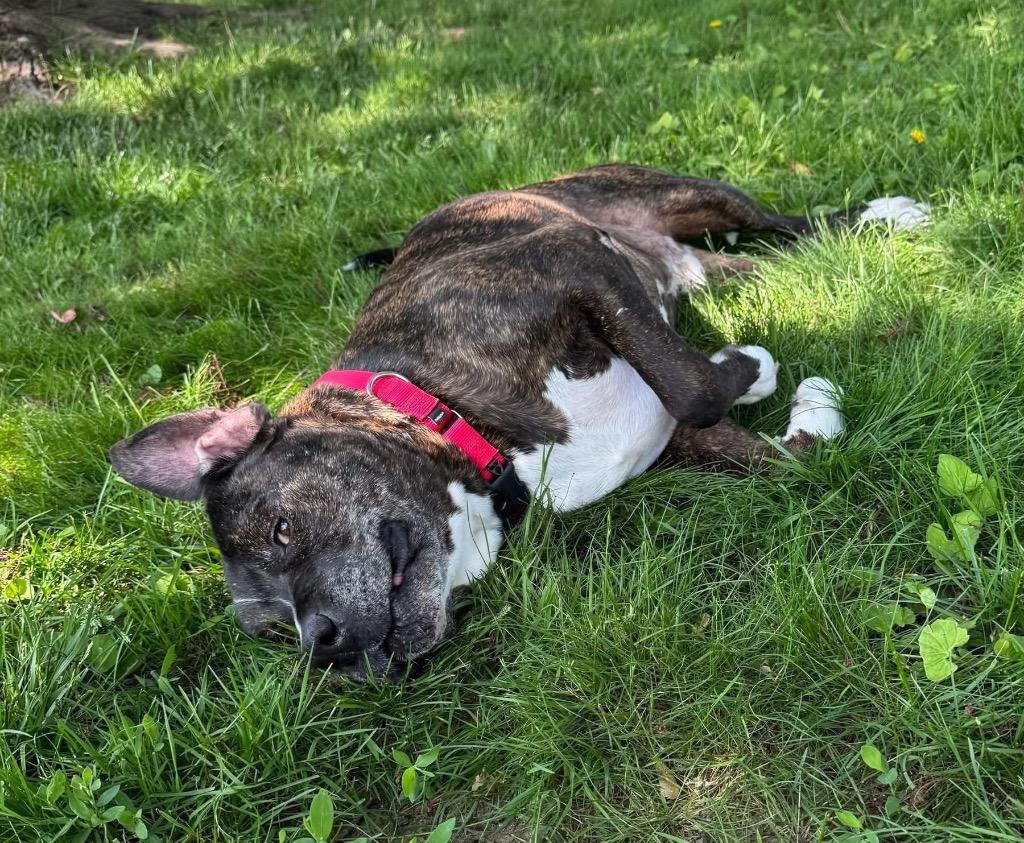 Teddy, Adoptable, Senior Male American Staffordshire Terrier & Mixed Breed.