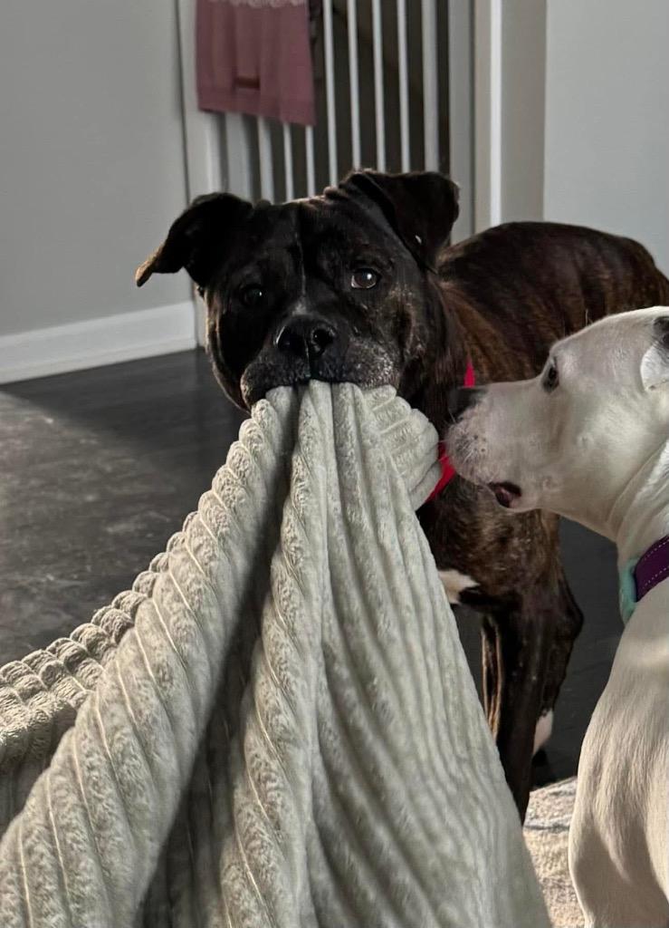 Enlarge Teddy, a Adoptable mixed breed in Charlotte, MI image 2/6