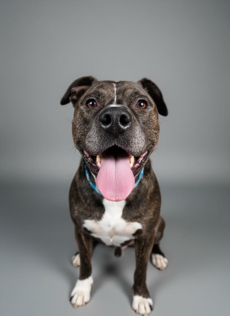 Enlarge Teddy, a Adoptable mixed breed in Charlotte, MI image 3/6