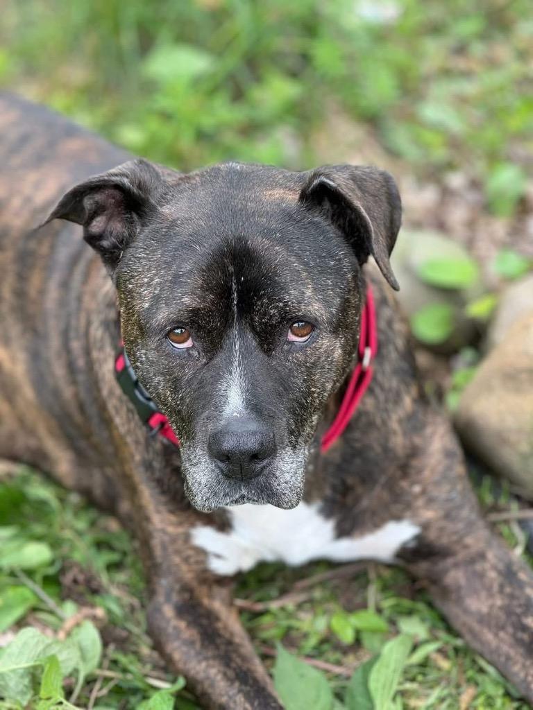 Enlarge Teddy, a Adoptable mixed breed in Charlotte, MI image 4/6