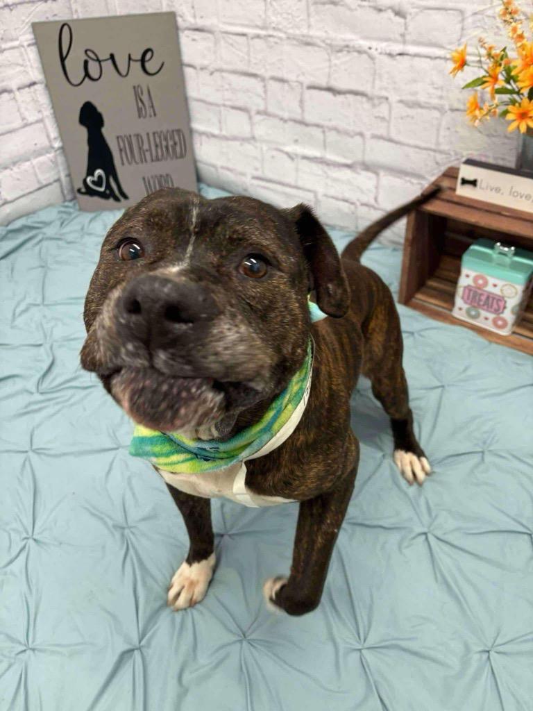 Enlarge Teddy, a Adoptable mixed breed in Charlotte, MI image 6/6