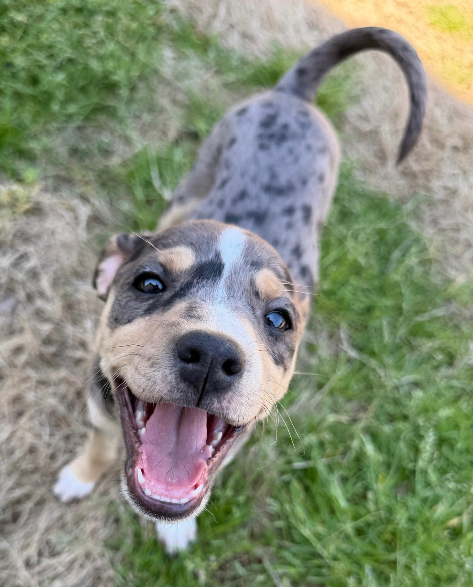 Enlarge Sprinkles, a Adoptable mixed breed in Fairfax, VA image 5/6