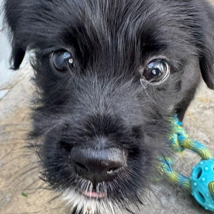 Enlarge Yang, a ADOPTABLE Mixed Breed in Thornhill, ON image 4/6