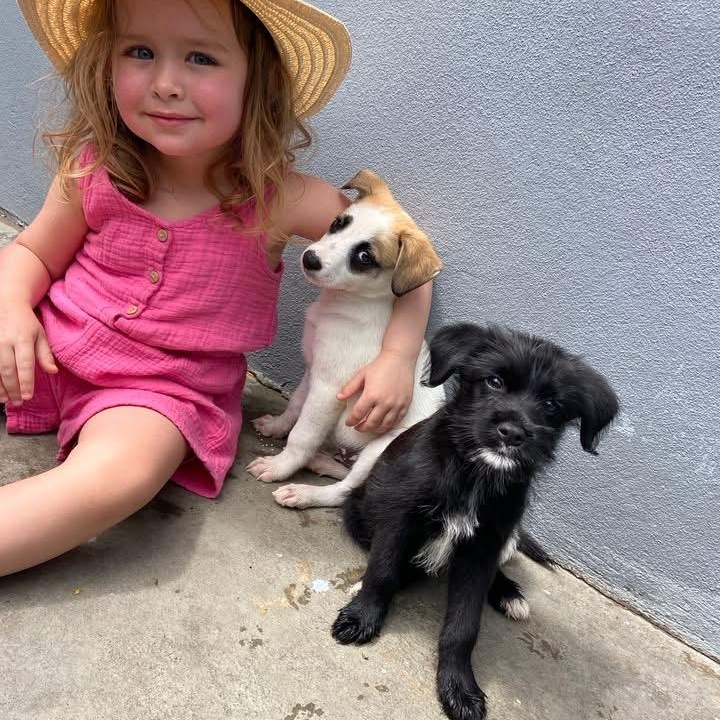 Enlarge Yang, a ADOPTABLE Mixed Breed in Thornhill, ON image 3/6