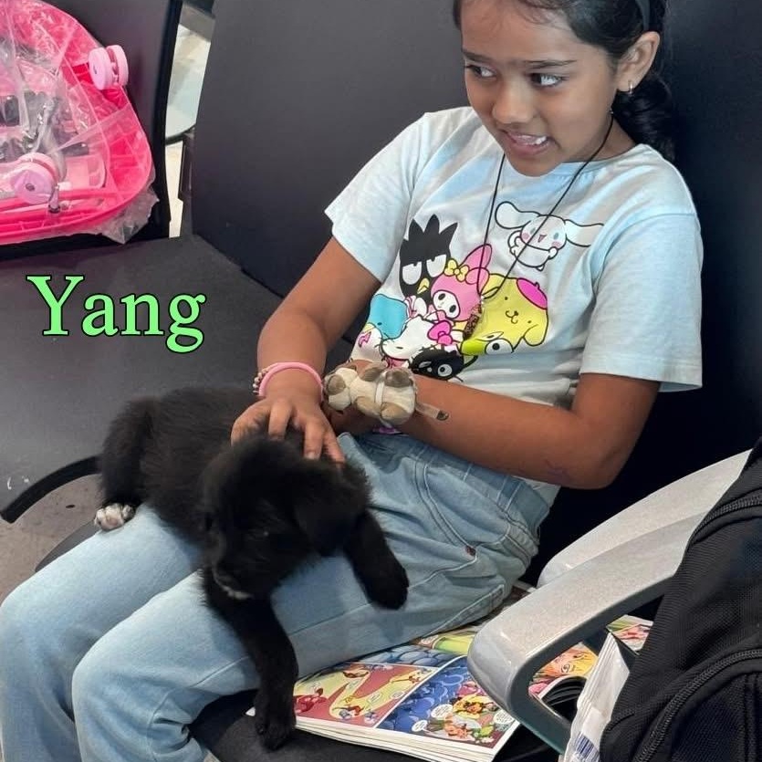 Enlarge Yang, a ADOPTABLE Mixed Breed in Thornhill, ON image 6/6