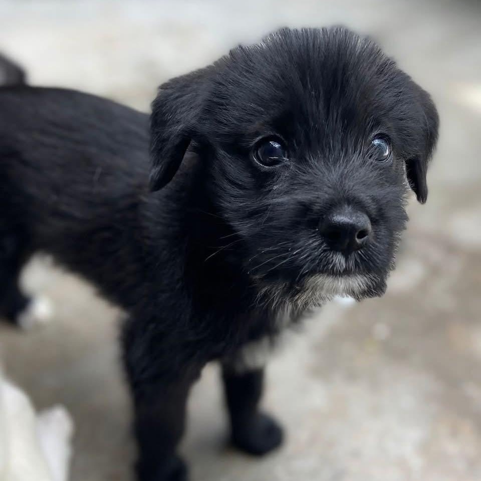 Yang, ADOPTABLE, Puppy Male Mixed Breed.
