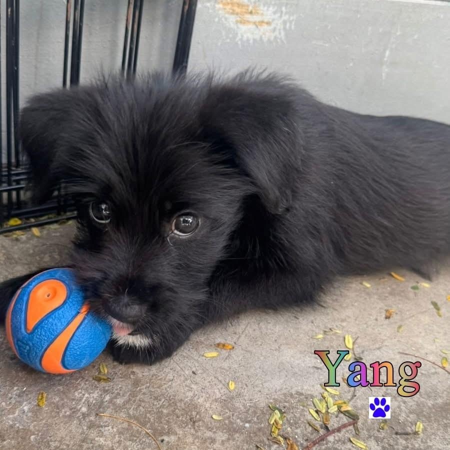 Enlarge Yang, a ADOPTABLE Mixed Breed in Thornhill, ON image 2/6