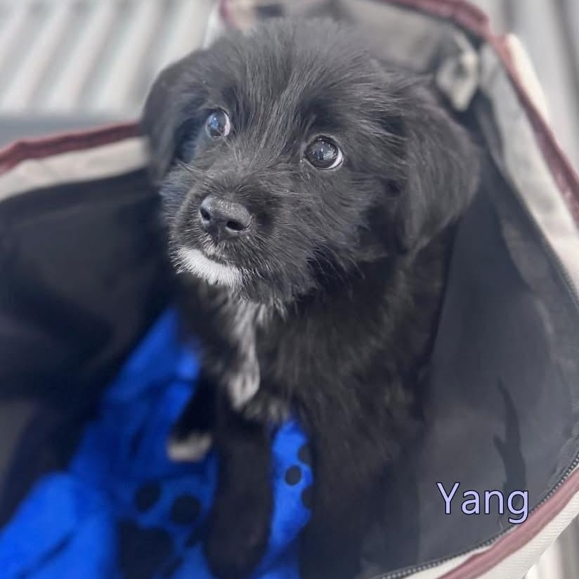 Enlarge Yang, a ADOPTABLE Mixed Breed in Thornhill, ON image 5/6