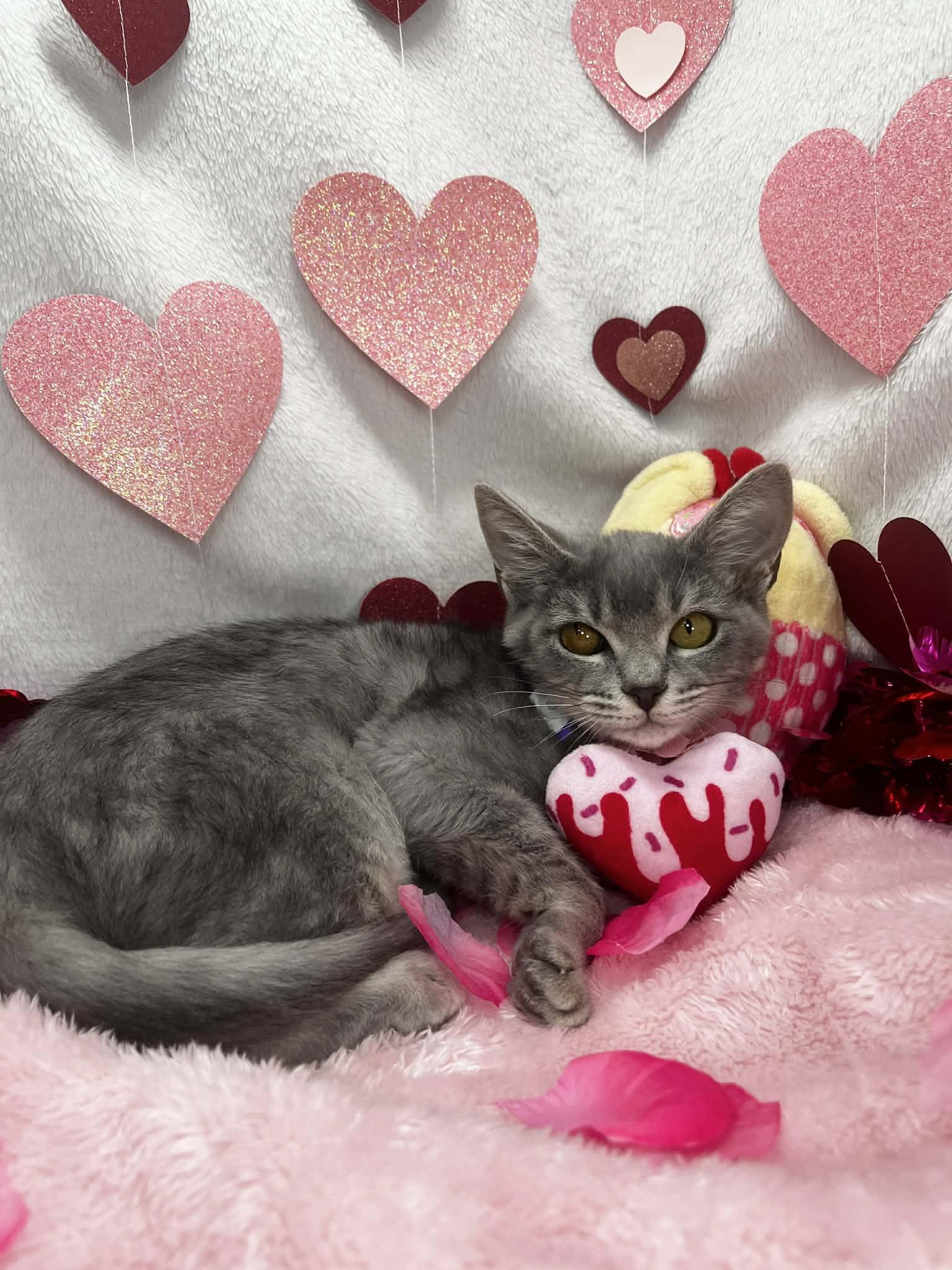 Oleander , a ADOPTABLE Domestic Short Hair in Tavares, FL image 2/3