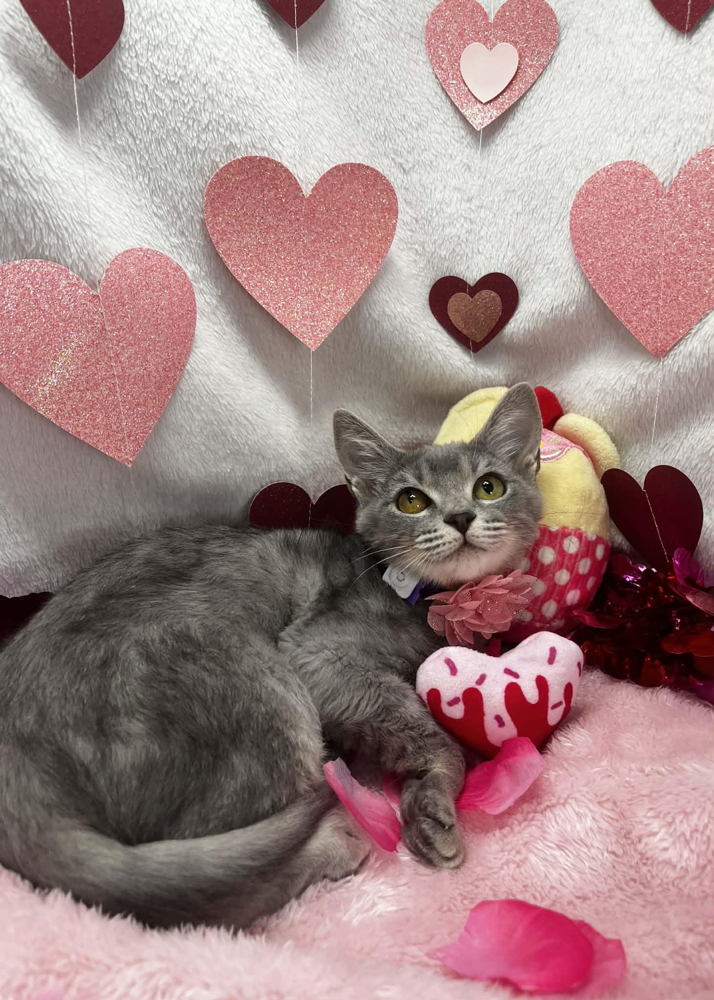 Oleander , a ADOPTABLE Domestic Short Hair in Tavares, FL image 3/3