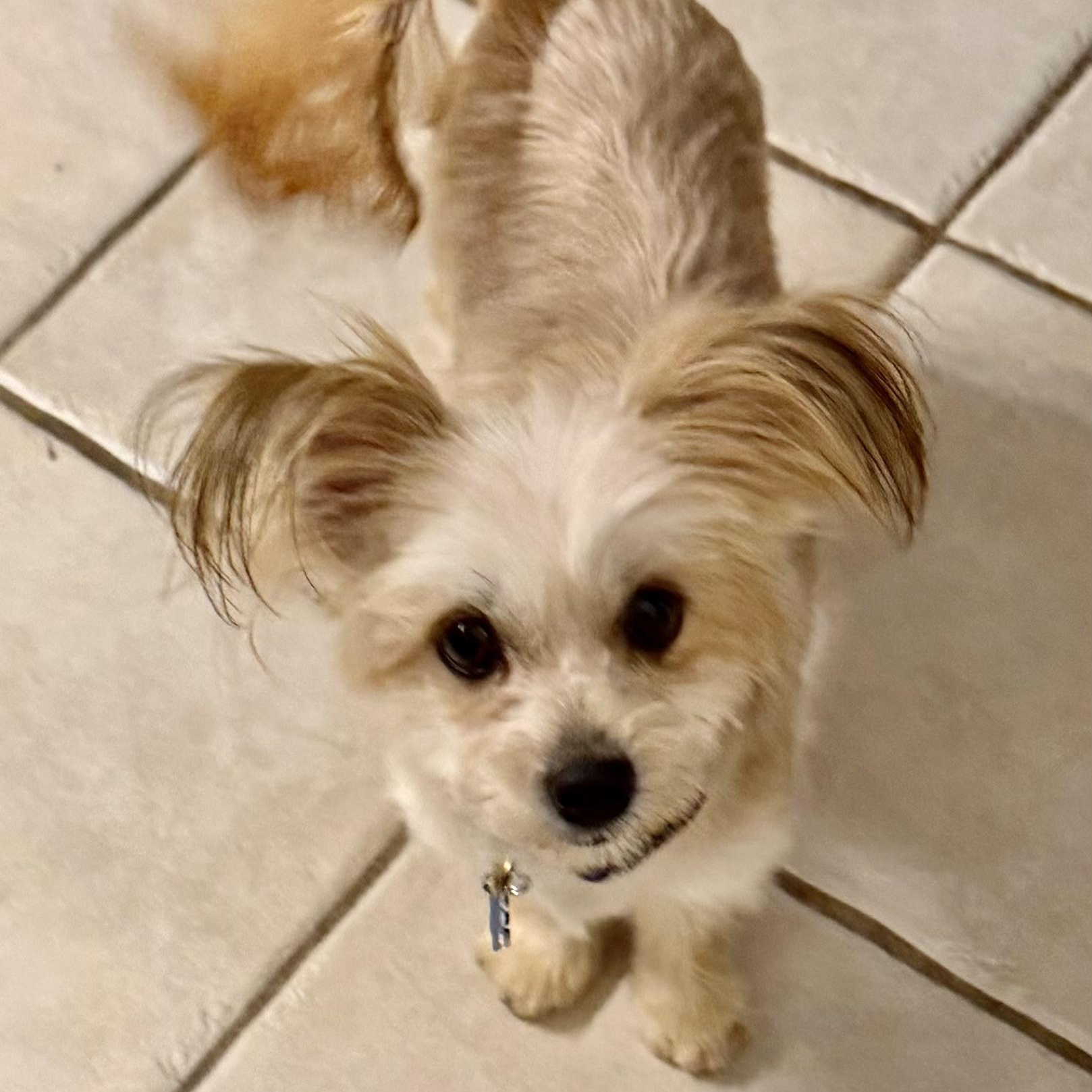 Enlarge Nadia Turner, an adopted mixed breed in Plano, TX image 1/2