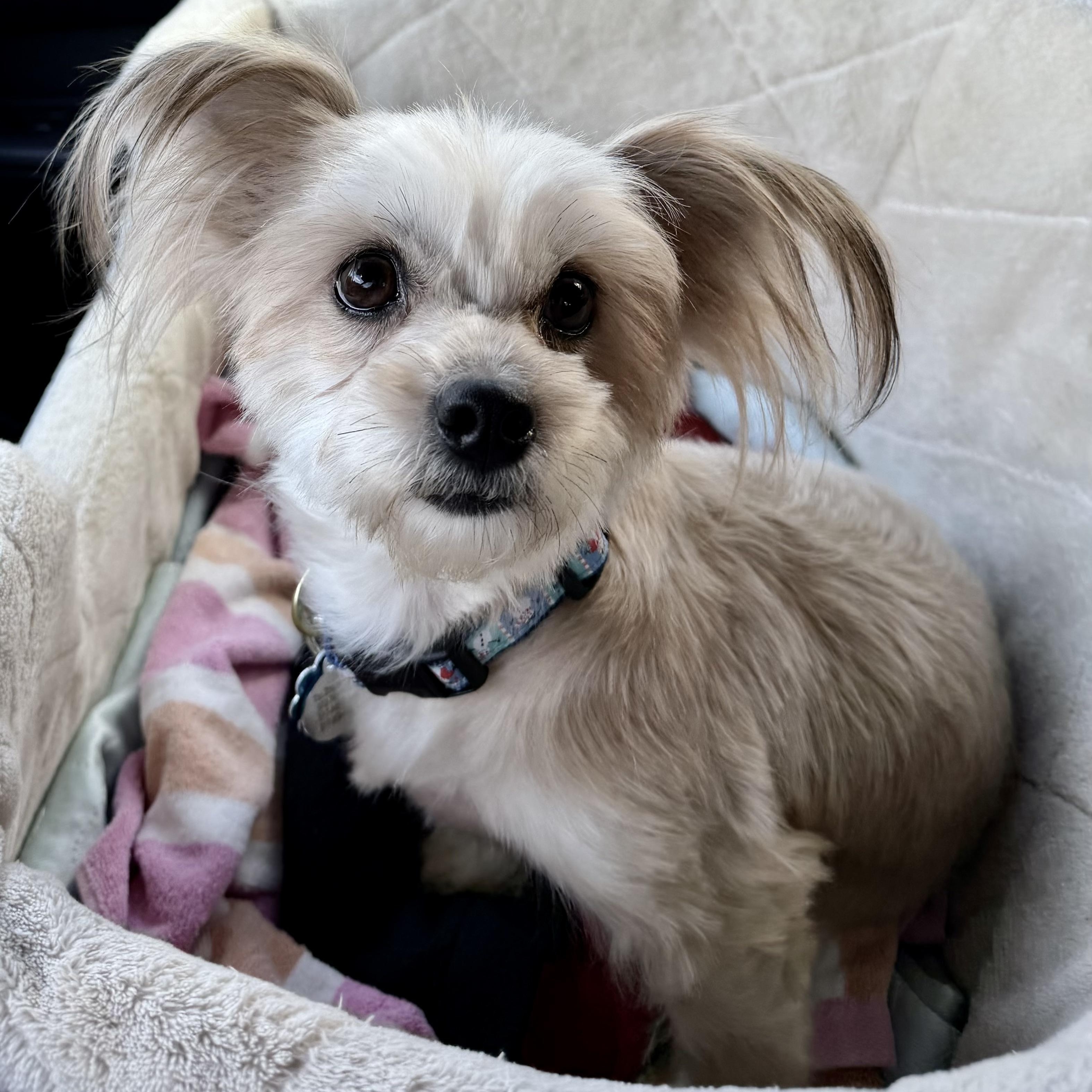 Enlarge Nadia Turner, an adopted mixed breed in Plano, TX image 2/2