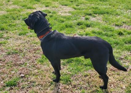 Enlarge Tigger, a ADOPTABLE Black Labrador Retriever in Indianapolis, IN image 3/3