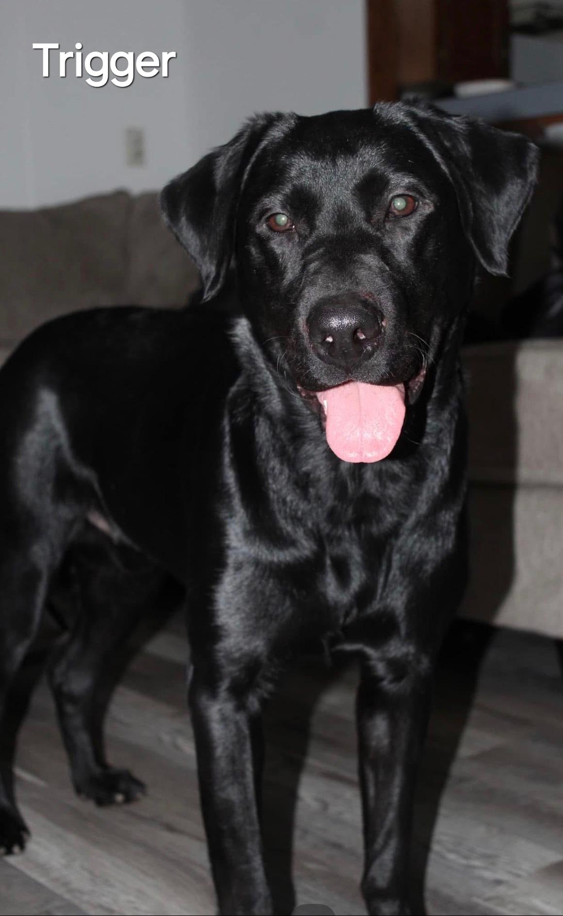 Enlarge Tigger, a ADOPTABLE Black Labrador Retriever in Indianapolis, IN image 2/4