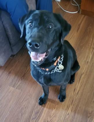 Enlarge Tigger, a ADOPTABLE Black Labrador Retriever in Indianapolis, IN image 1/3