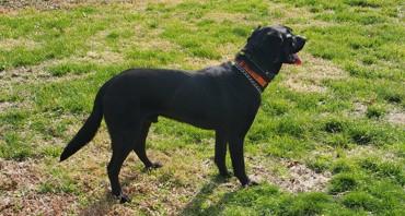 Enlarge Tigger, a ADOPTABLE Black Labrador Retriever in Indianapolis, IN image 2/3