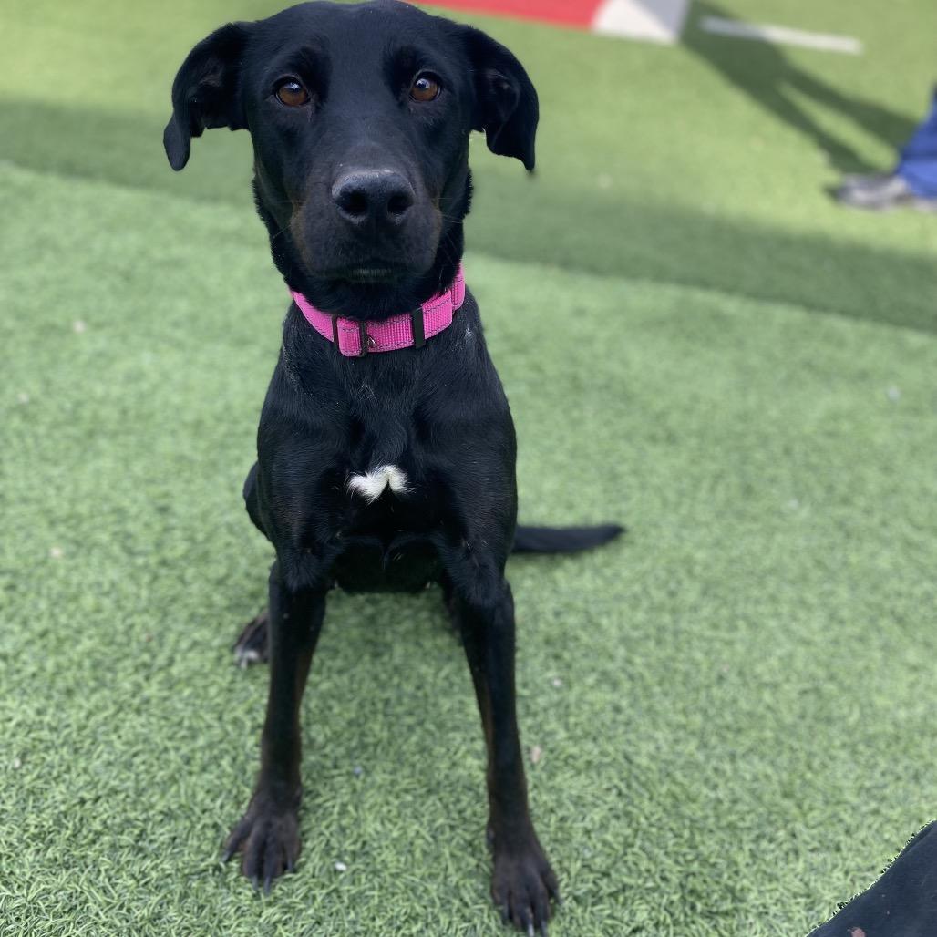 Astro, Adoptable, Adult Female Mixed Breed.