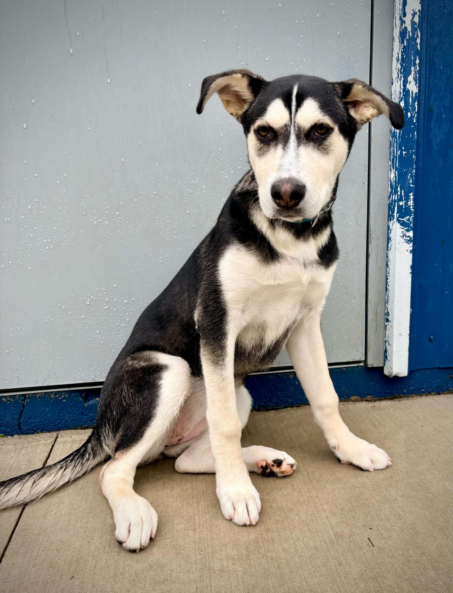 Willow, Adoptable, Puppy Female Husky.