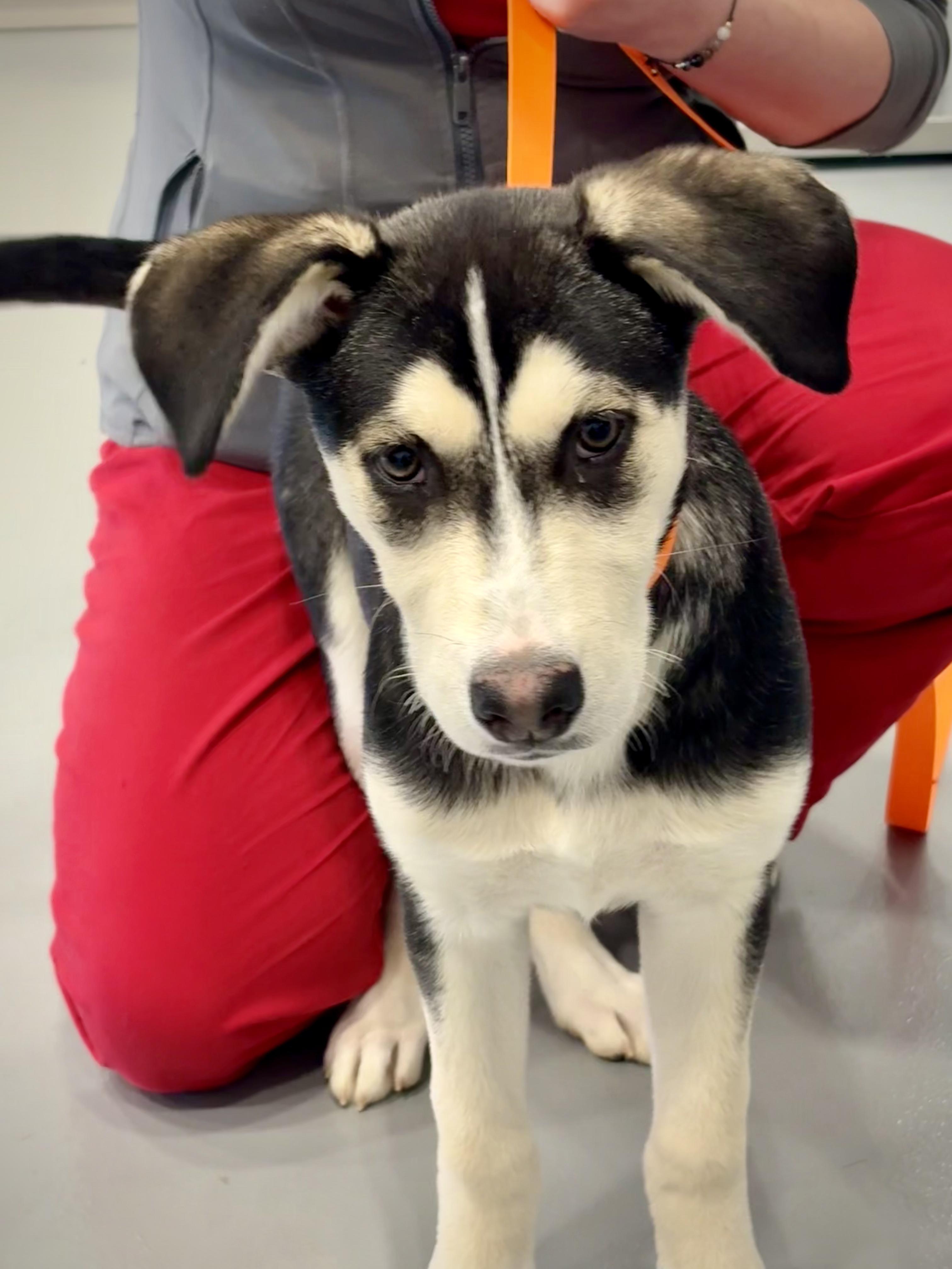 Willow, Adoptable, Puppy Female Husky.