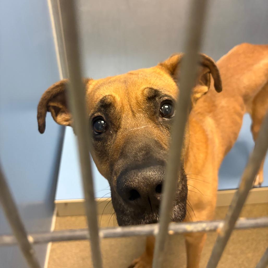 Willy, Adoptable, Adult Male German Shepherd Dog & Mixed Breed.