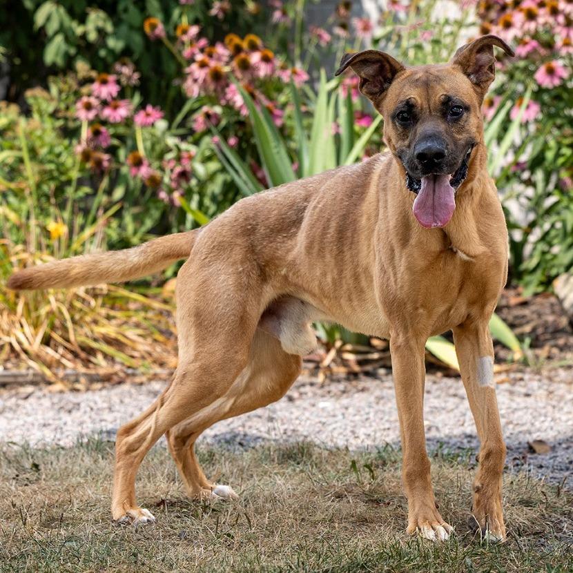 Willy, a Adoptable mixed breed in Council Bluffs, IA image 2/4