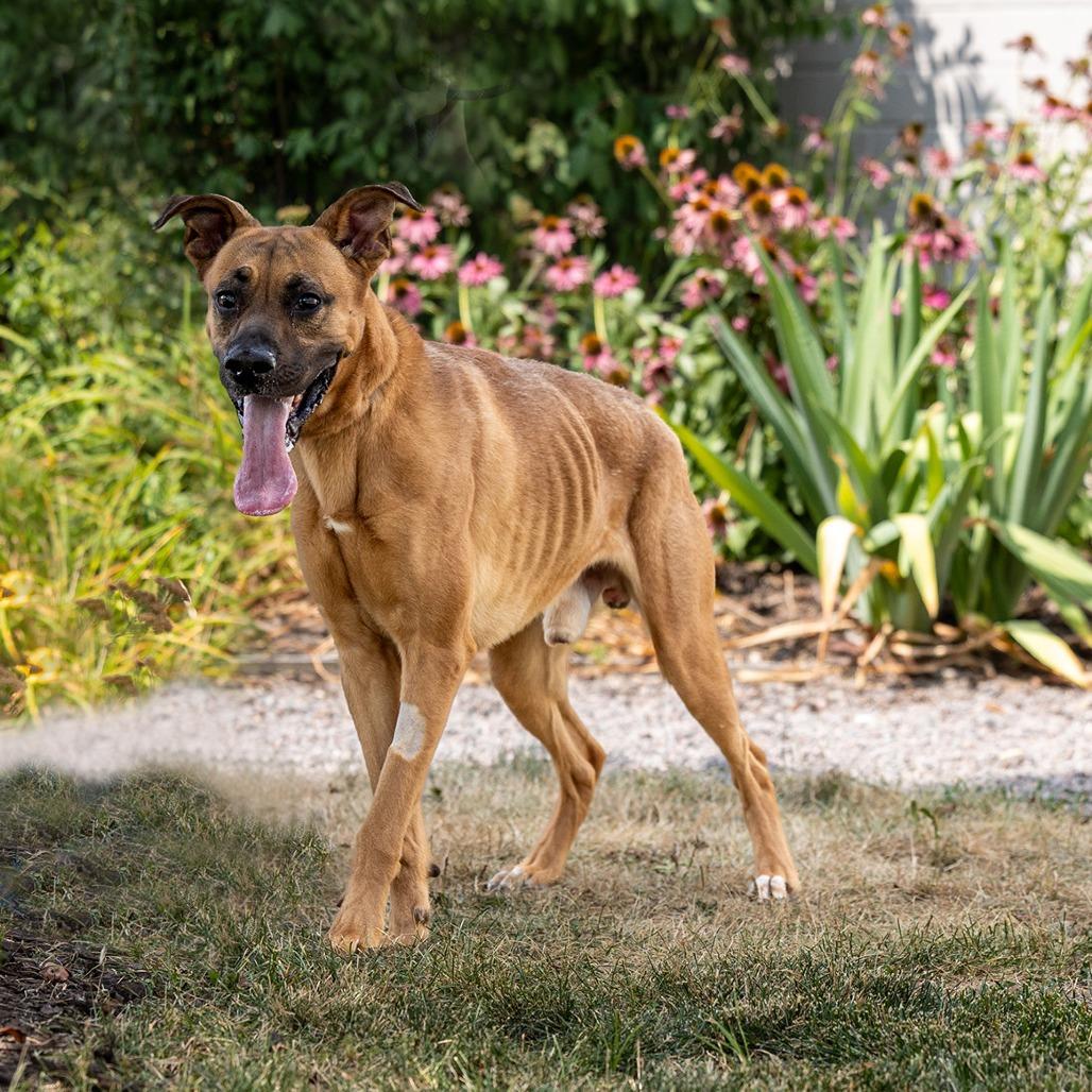 Willy, a Adoptable mixed breed in Council Bluffs, IA image 3/4