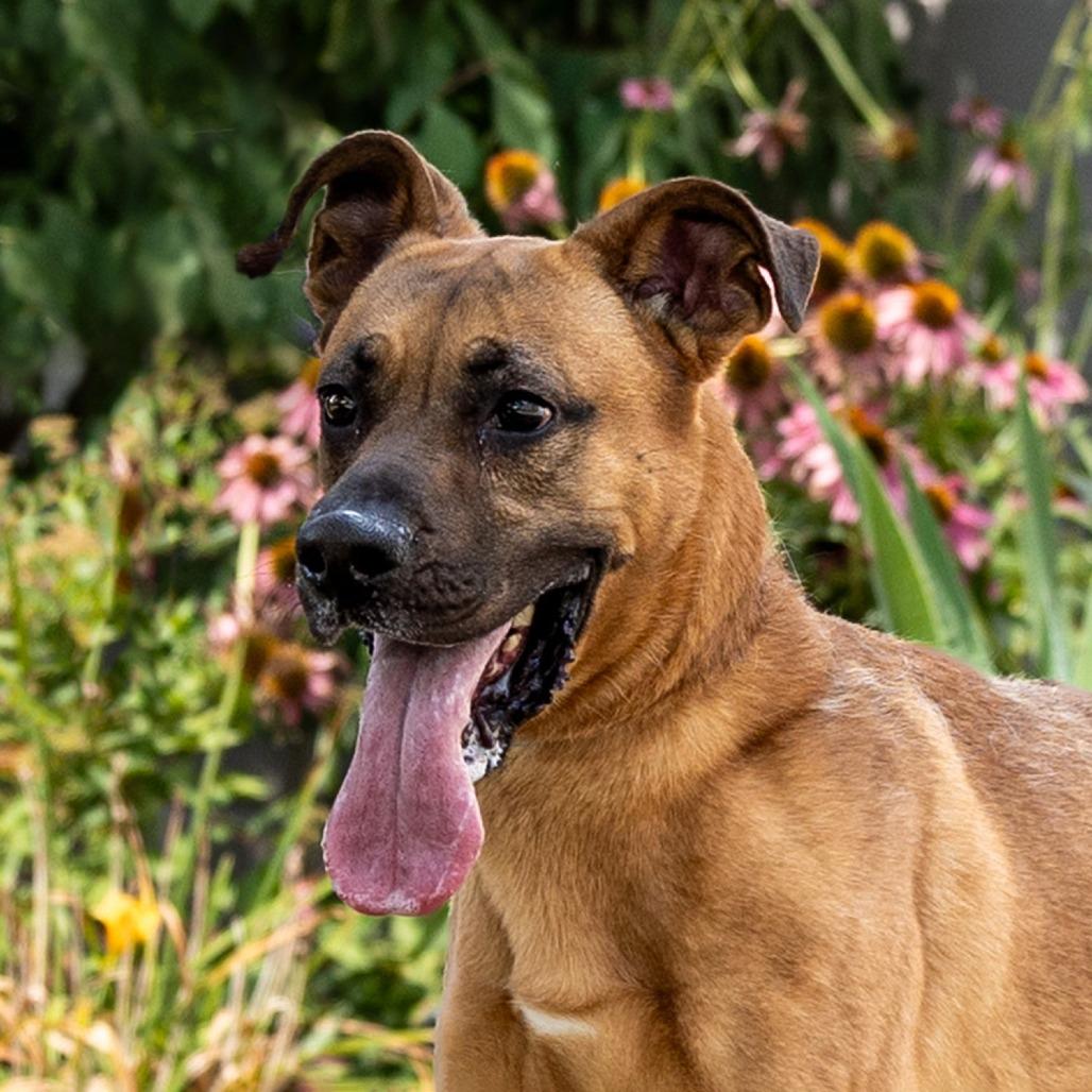 Willy, a Adoptable mixed breed in Council Bluffs, IA image 4/4