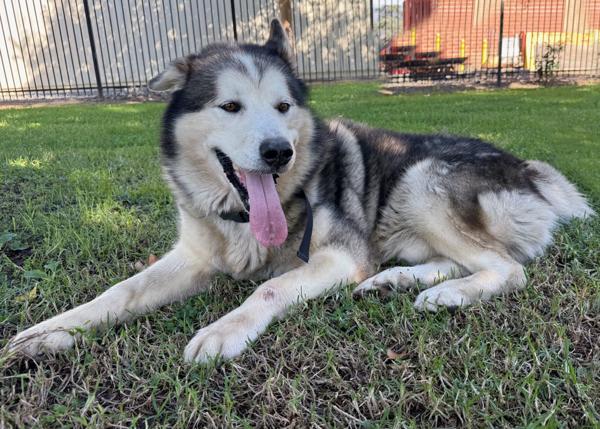 Enlarge Malvo, a Adoptable mixed breed in San Gabriel, CA image 1/6