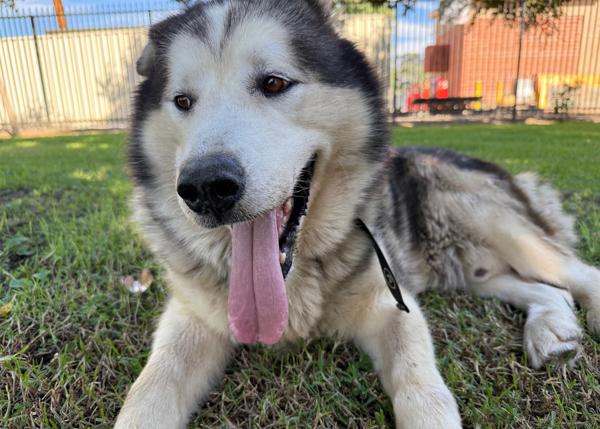Enlarge Malvo, a Adoptable mixed breed in San Gabriel, CA image 2/6