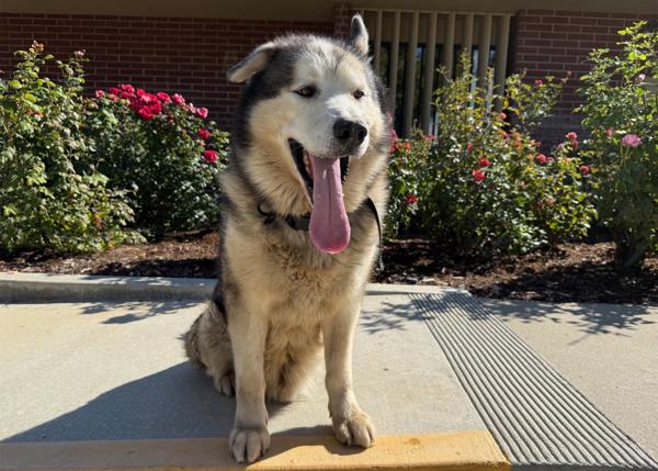 Enlarge Malvo, a Adoptable mixed breed in San Gabriel, CA image 3/6