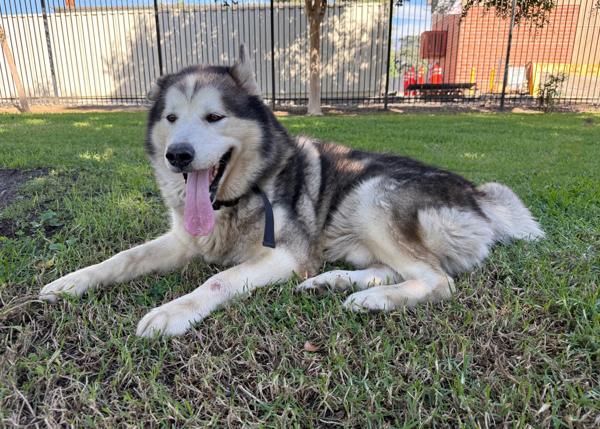 Enlarge Malvo, a Adoptable mixed breed in San Gabriel, CA image 4/6