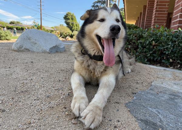 Enlarge Malvo, a Adoptable mixed breed in San Gabriel, CA image 5/6