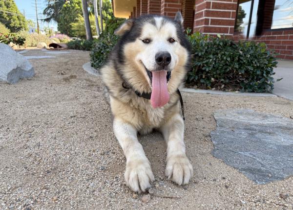 Enlarge Malvo, a Adoptable mixed breed in San Gabriel, CA image 6/6