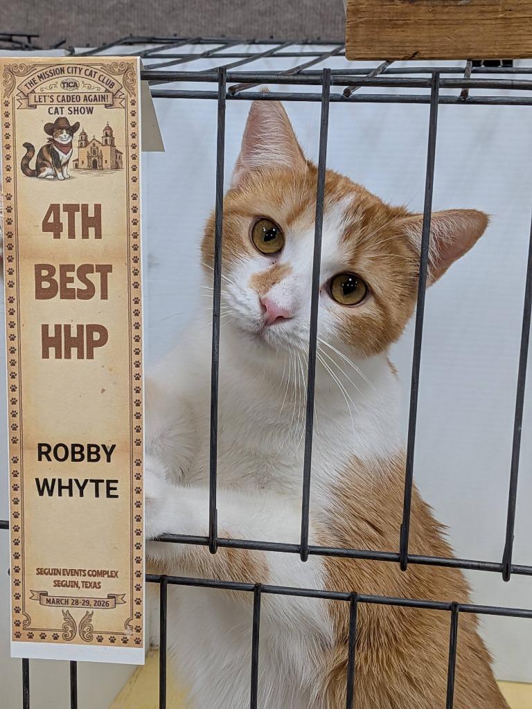 Vasya, a Adoptable Tabby in San Antonio, TX image 3/6