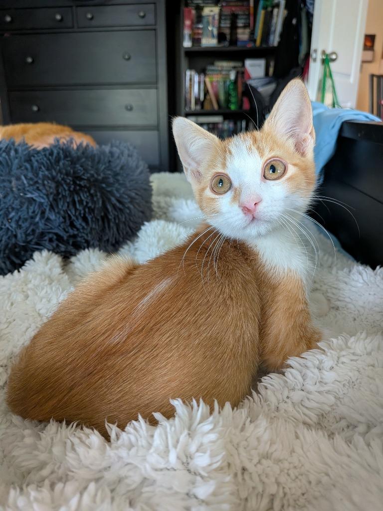 Vasya, a Adoptable Tabby in San Antonio, TX image 5/6