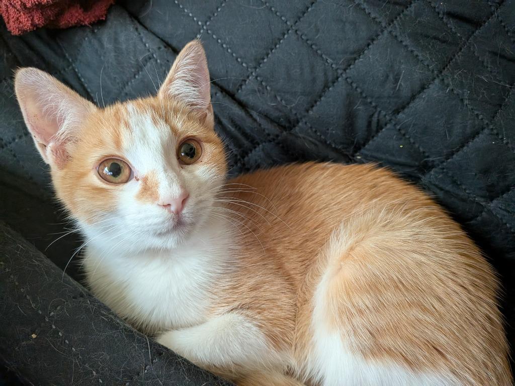 Vasya, a Adoptable Tabby in San Antonio, TX image 6/6