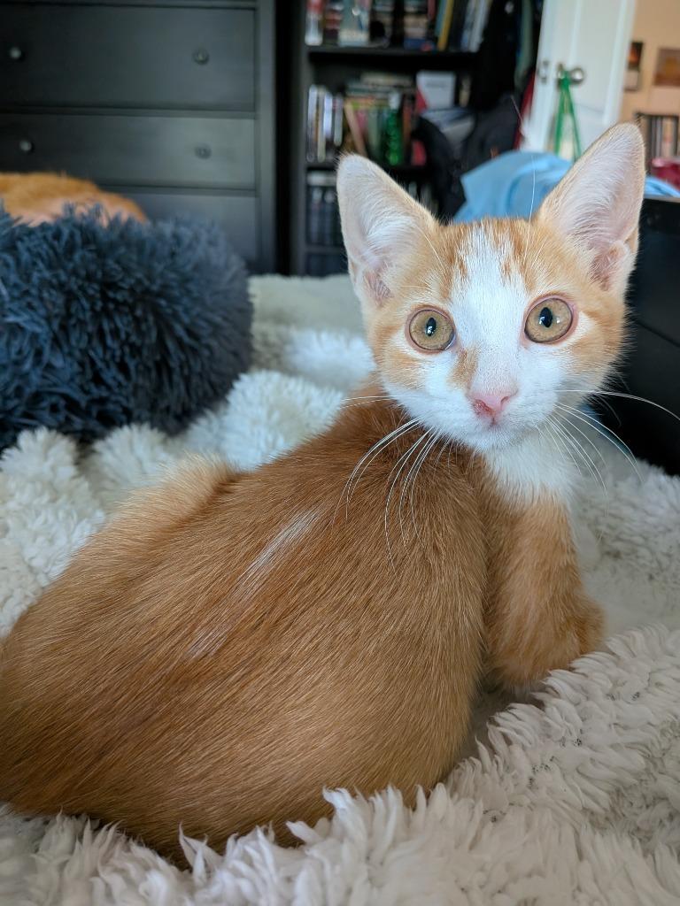 Vasya, Adoptable, Young Female Tabby.