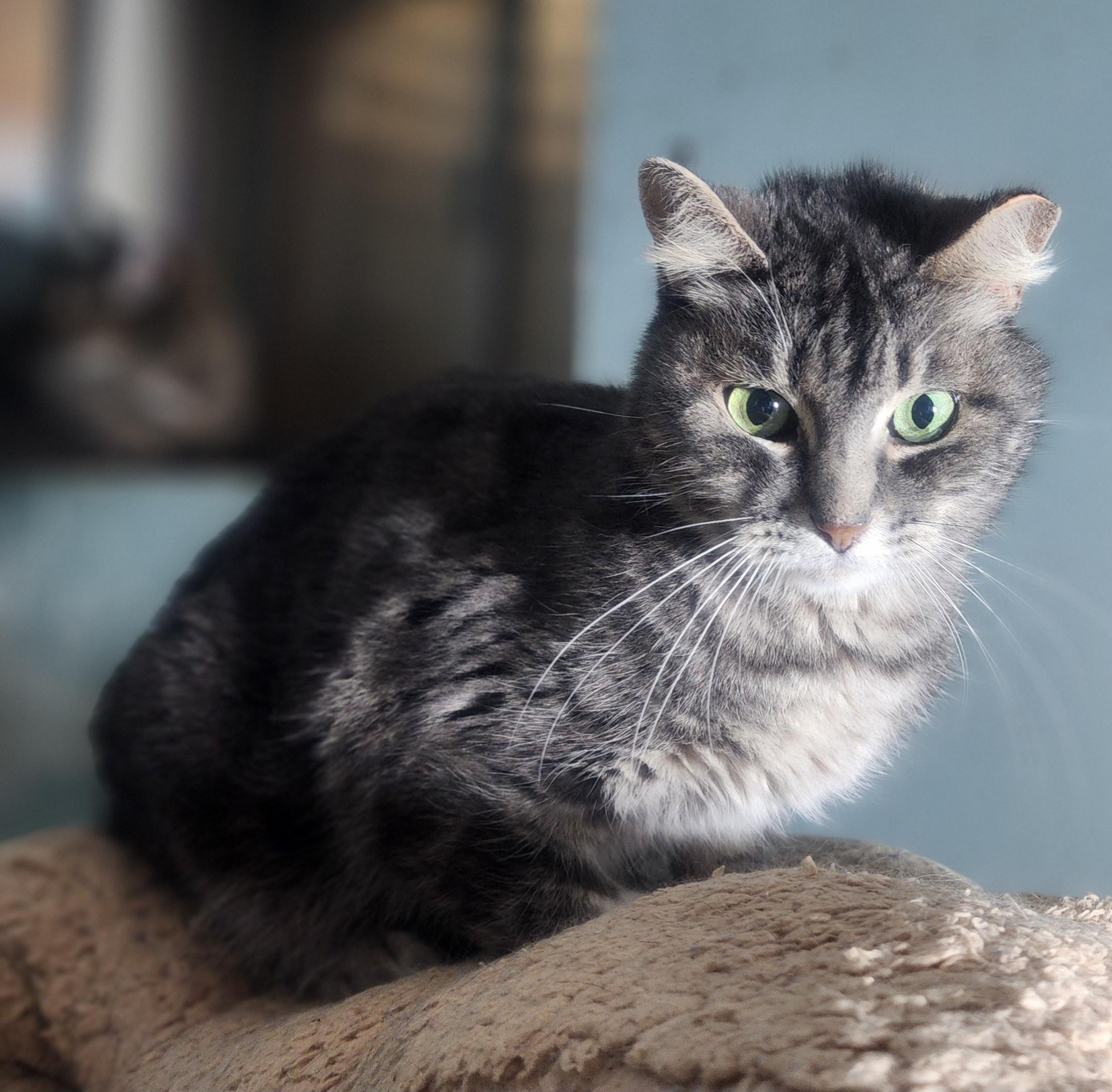 Empress Meow Meow, Adoptable, Adult Female Domestic Short Hair.