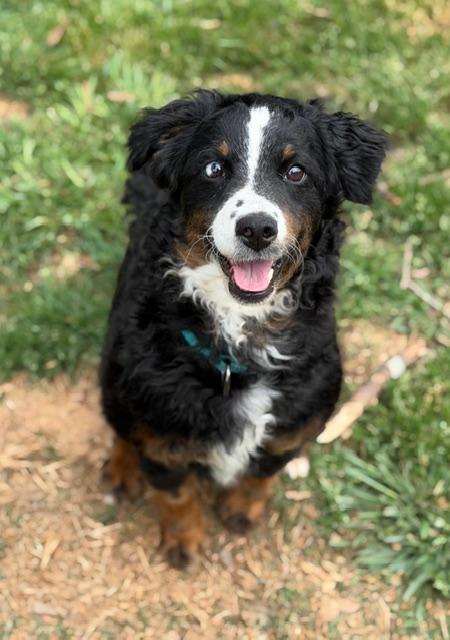 Enlarge Lisa, a ADOPTABLE mixed breed in Atlanta, GA image 3/5