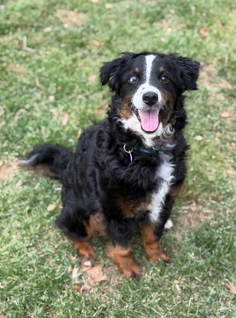 Enlarge Lisa, a ADOPTABLE mixed breed in Atlanta, GA image 1/5