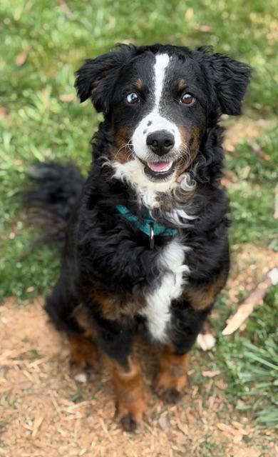 Enlarge Lisa, a ADOPTABLE mixed breed in Atlanta, GA image 2/5