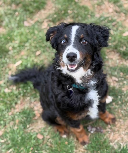 Enlarge Lisa, a ADOPTABLE mixed breed in Atlanta, GA image 4/5